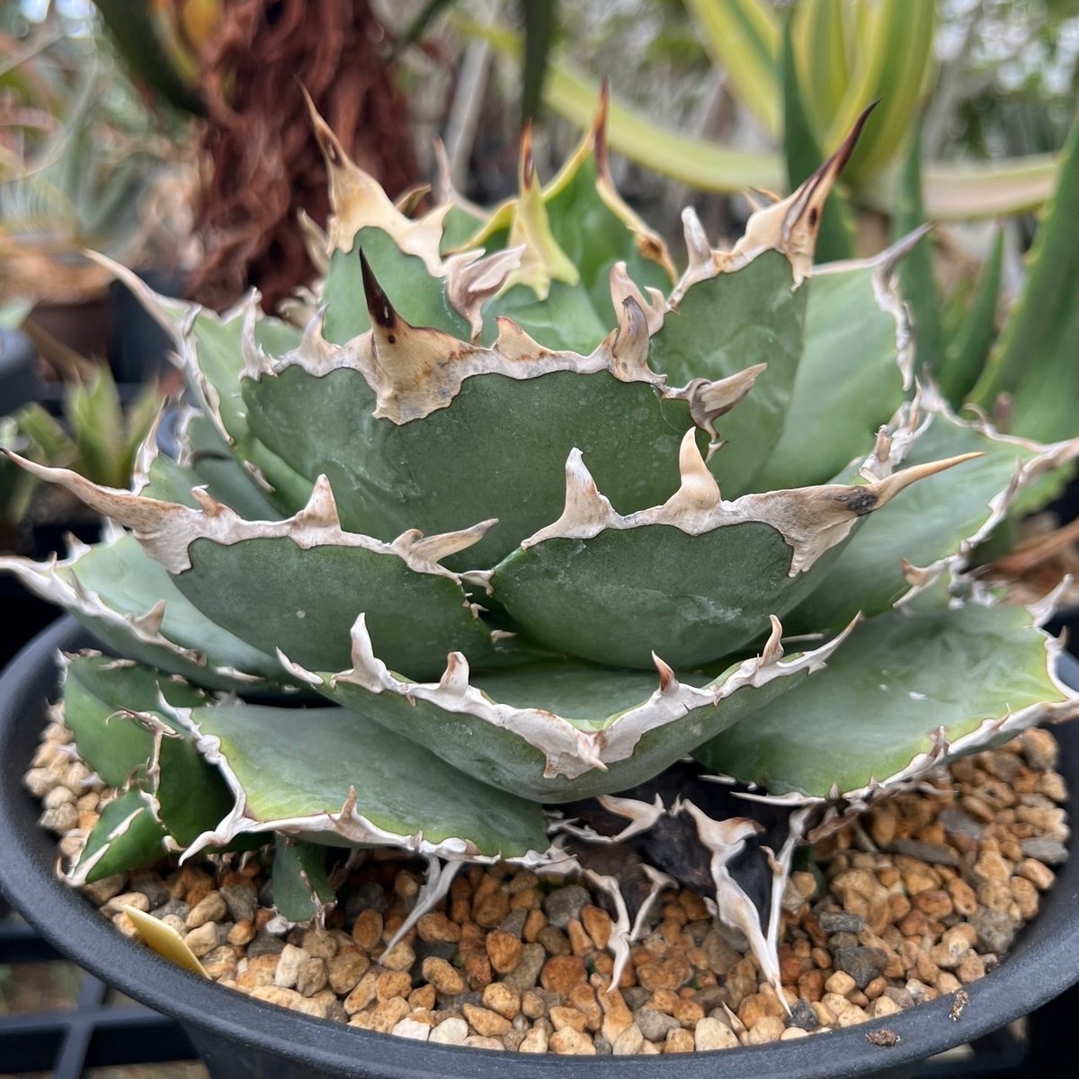 【極上品】 アガベ 金鯨 チタノタ　大株 Agave Titanota 'golden Whale' - アガベ チタノタ 金鯨 - 金鯨