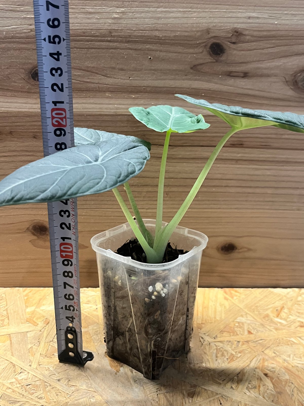 アロカシア マハラニ アルボ アロカシア・マハラニ・アルボ 斑入り (full moon +tricolor