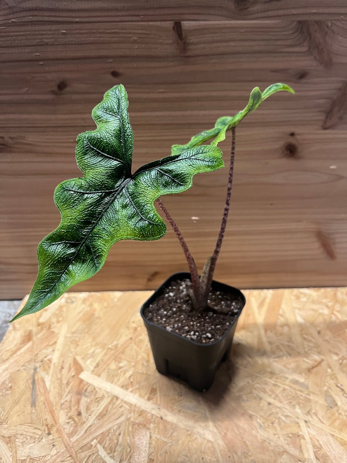 熱帯植物　‼️希少‼️アロカシア　ジャクリン　斑入り Alocasia jacklyn アロカシア ジャクリン アロカシアジャックリン 観葉