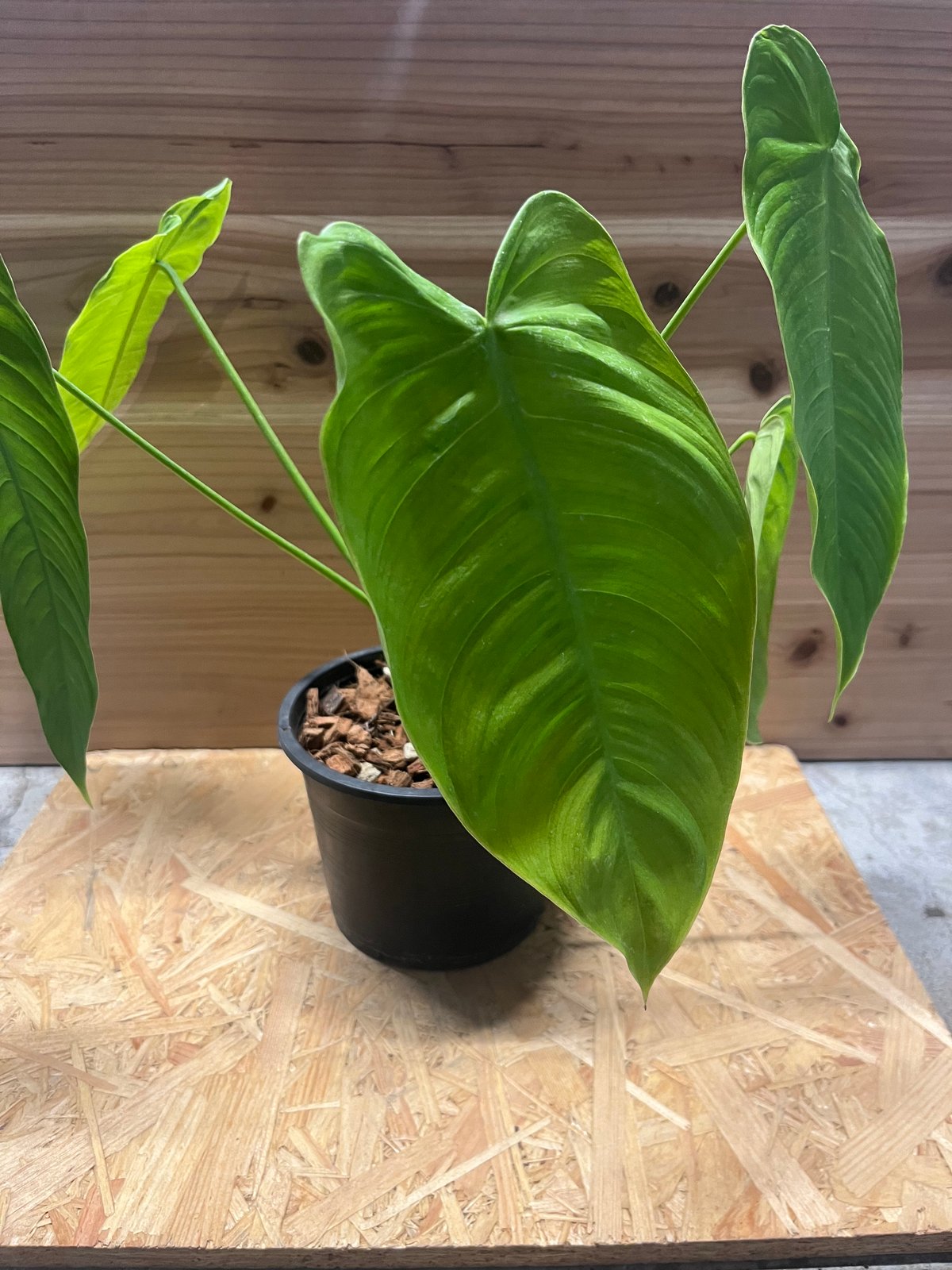 フィロデンドロン テヌー | GREEN LUCK