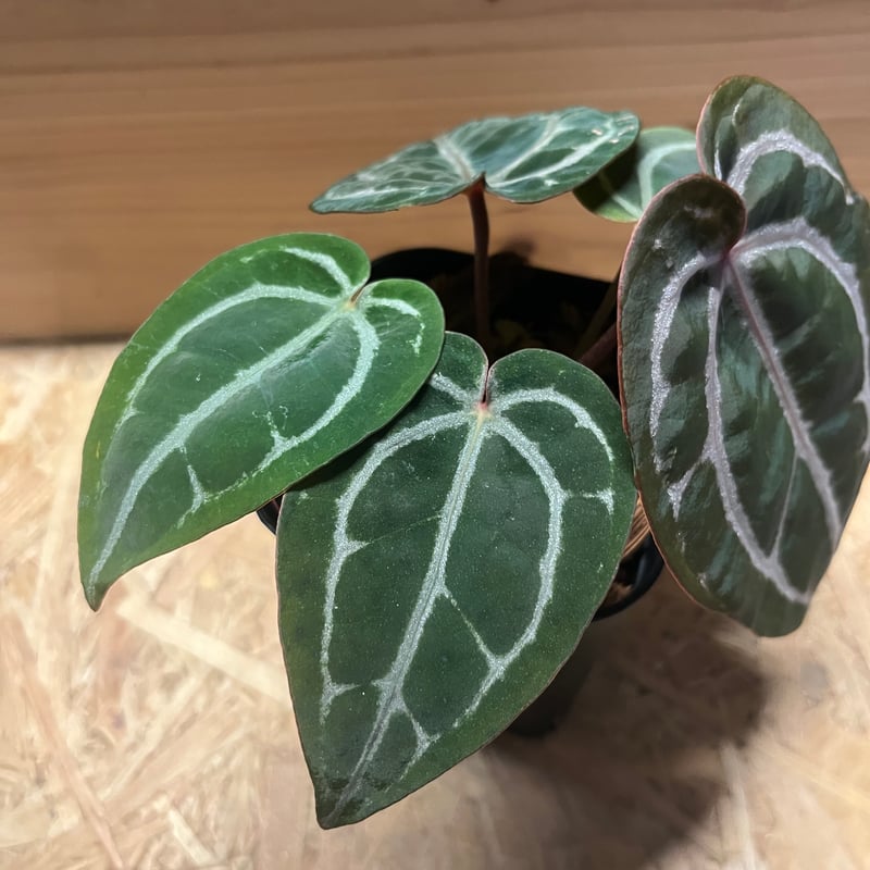 アンスリウム スカーレット | GREEN LUCK