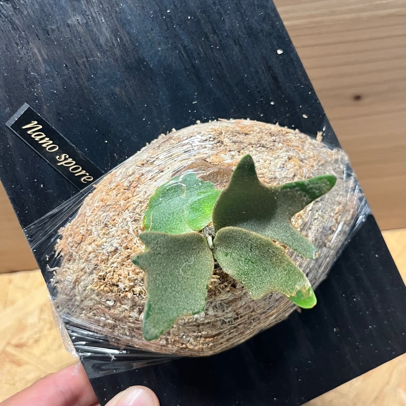 ビカクシダ ナノ スポア | GREEN LUCK