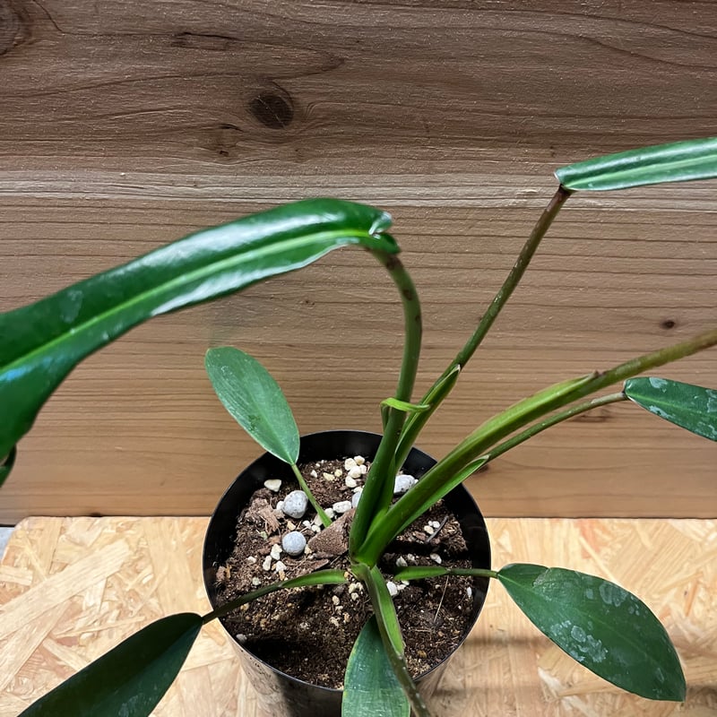 フィロデンドロン ジョーピー | GREEN LUCK