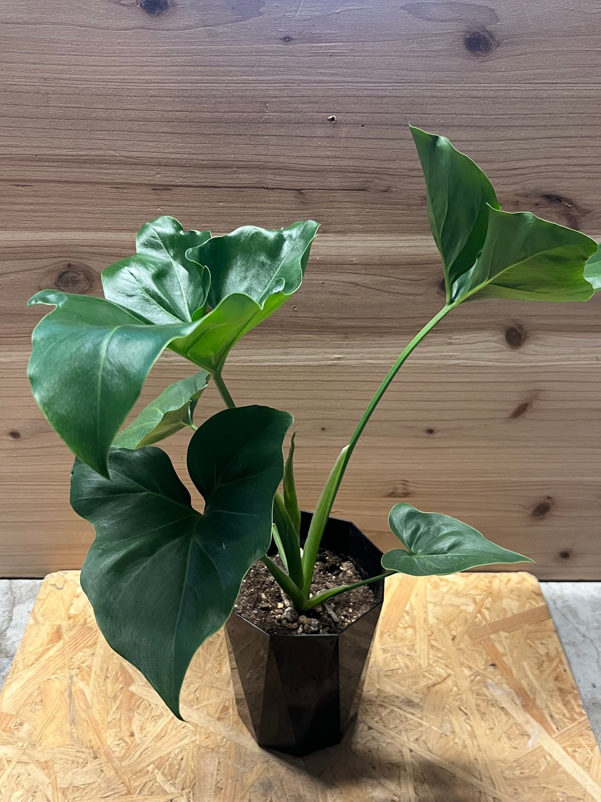 フィロデンドロン ソノラ | GREEN LUCK