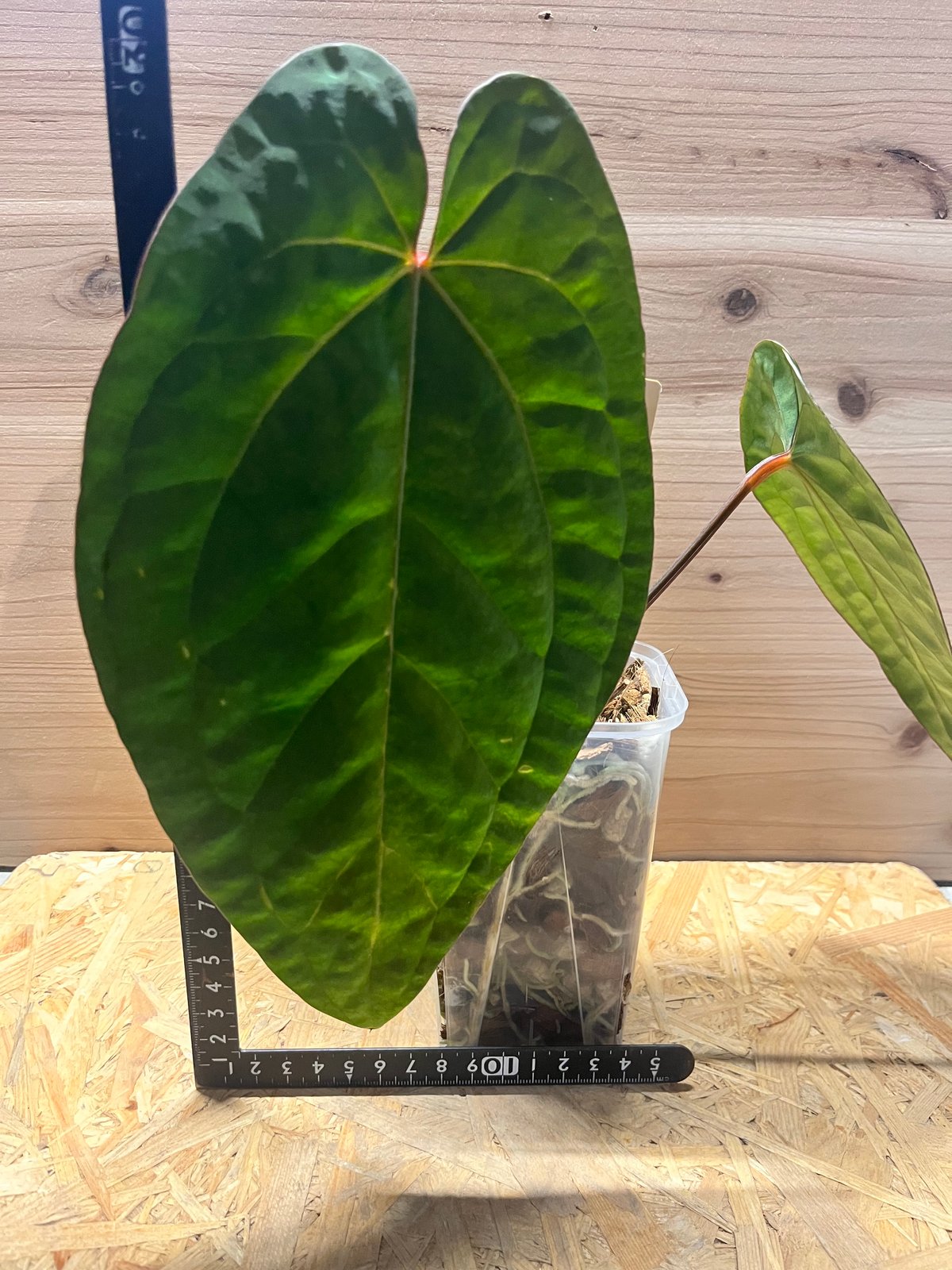 アンスリウム エースオブスペード×ドレスレリ | GREEN LUCK