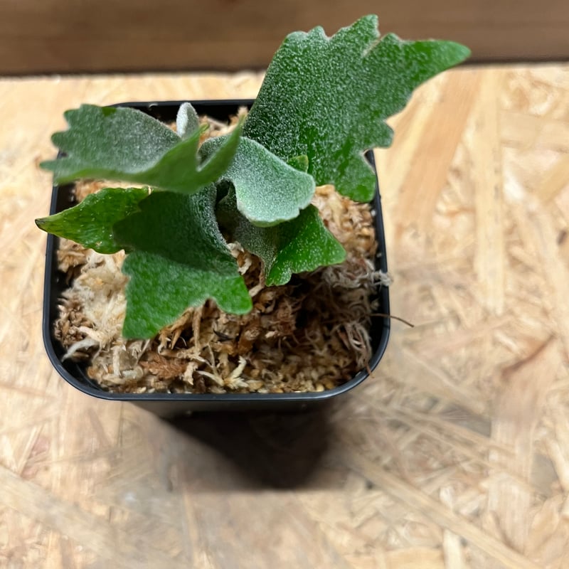 C*o様 P.willinckii spur シュプール　ビカクシダ m*n様 P.willinckii spur シュプール ビカクシダ - メルカリ