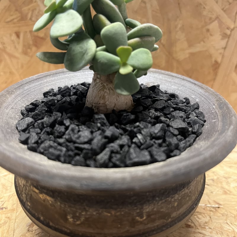 ケラリア ピグマエア 大株 良型 鉢ごと発送 M*i様 ケラリア ピグマエア 大株 良型 鉢ごと発送