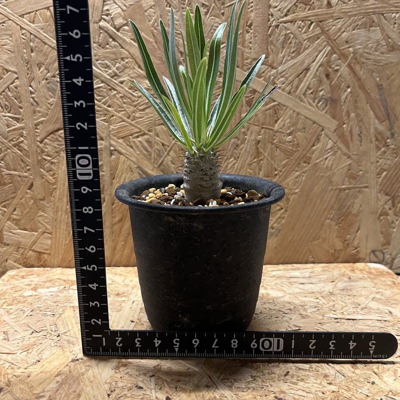 パキポディウム グラキリス | GREEN LUCK