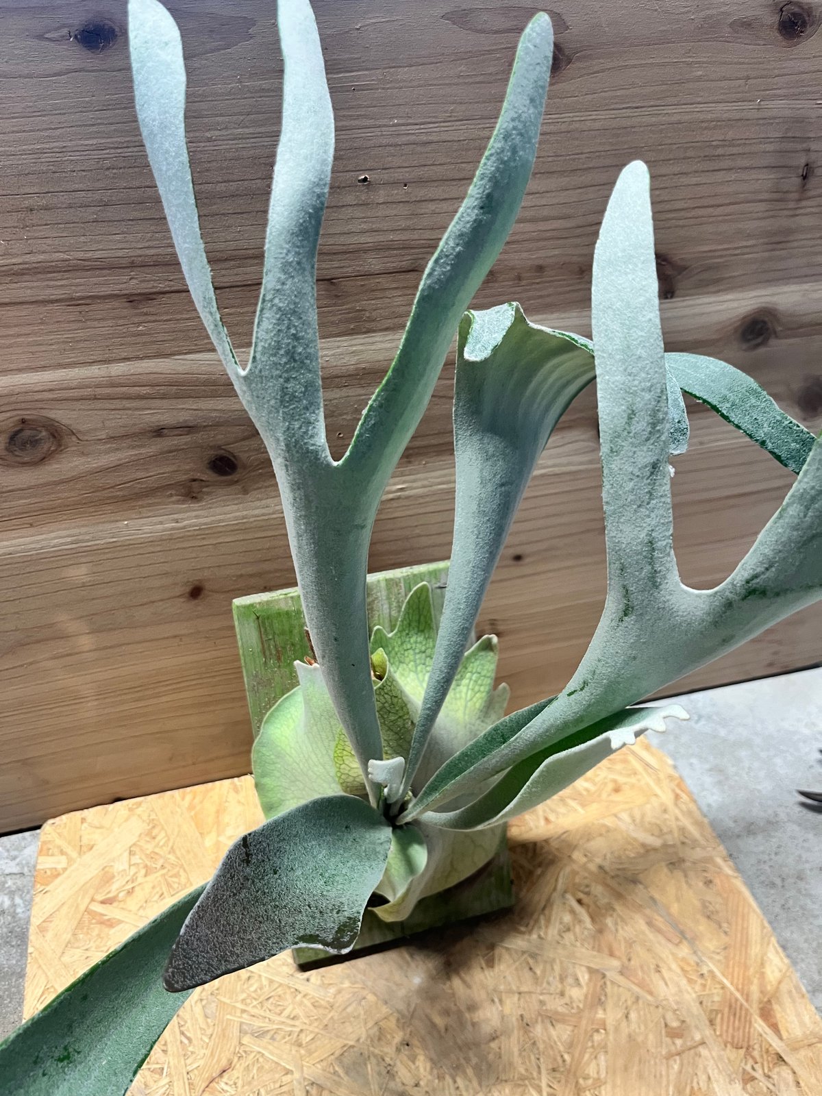 ビカクシダ　ホワイトホーク/ チランジア　ラブノット ビカクシダ ホワイトホーク/ チランジア ラブノット 現品