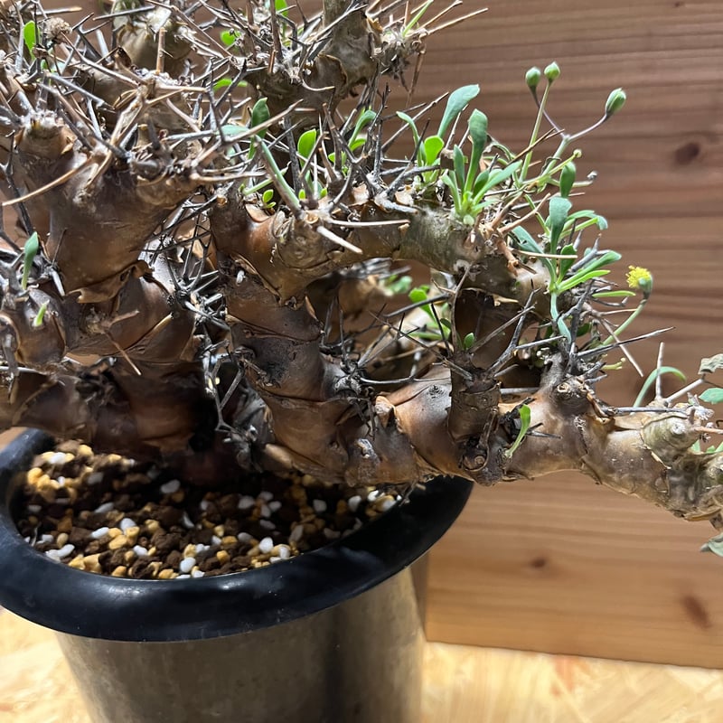 オトンナ ユーフォルビオイデス トリプリネルビア 10本セット① Ohgi