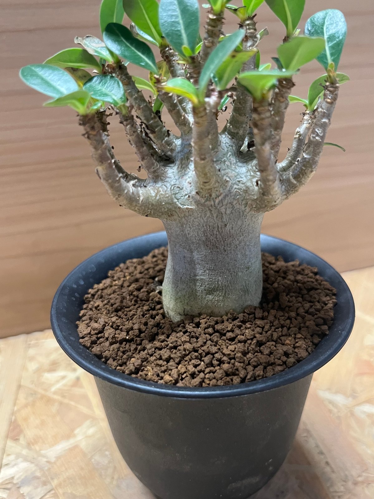 アデニウム ハイブリッド ドワーフ アデニウム ハイブリッド モンスタードワーフ | GREEN LUCK