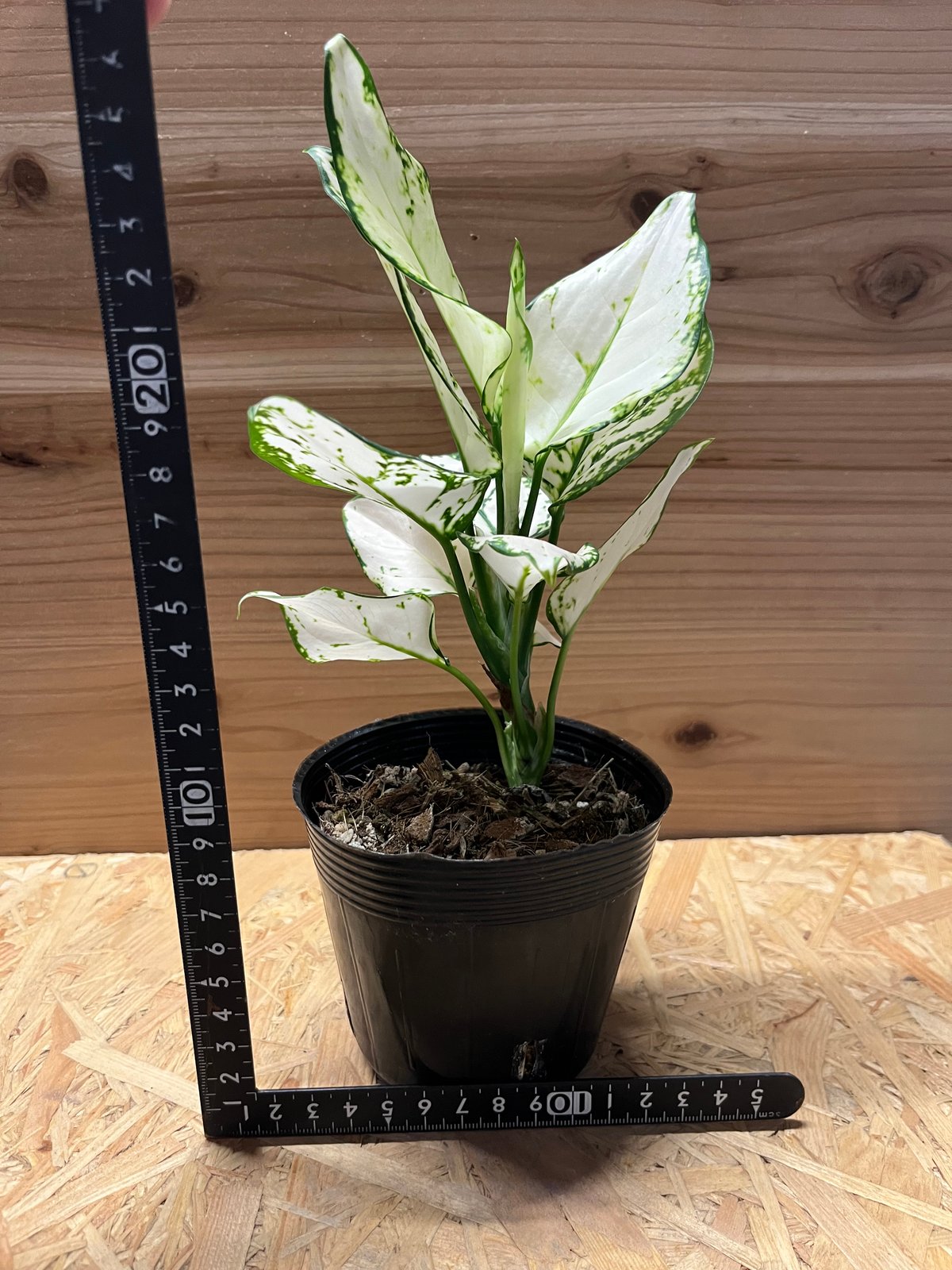 アグラオネマ ホワイトバレンタイン | GREEN LUCK