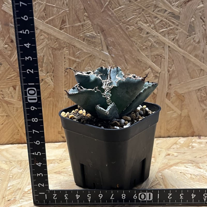 アガベ チタノタ 白鯨 | GREEN LUCK