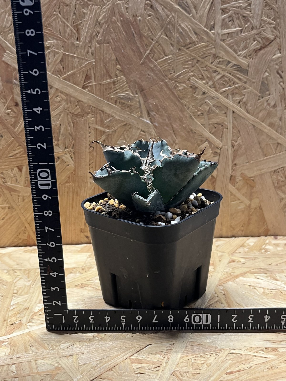 アガベ チタノタ 白鯨 | GREEN LUCK