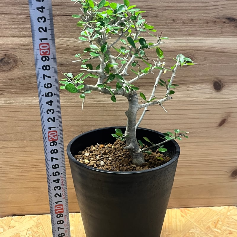 コミフォラ シンプリキフォリア | GREEN LUCK