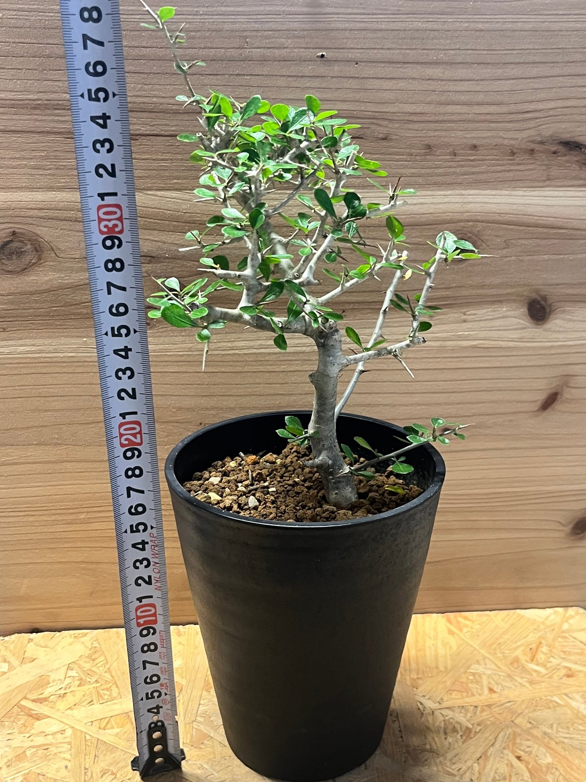 コミフォラ シンプリキフォリア | GREEN LUCK