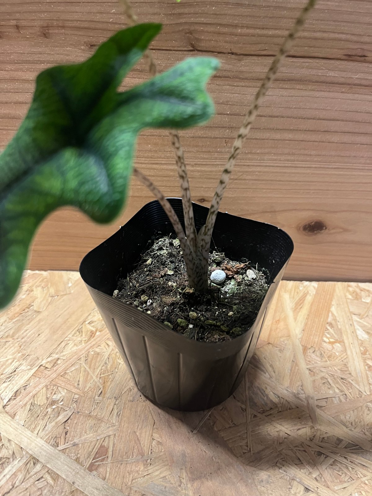 アロカシア ジャクリン | GREEN LUCK