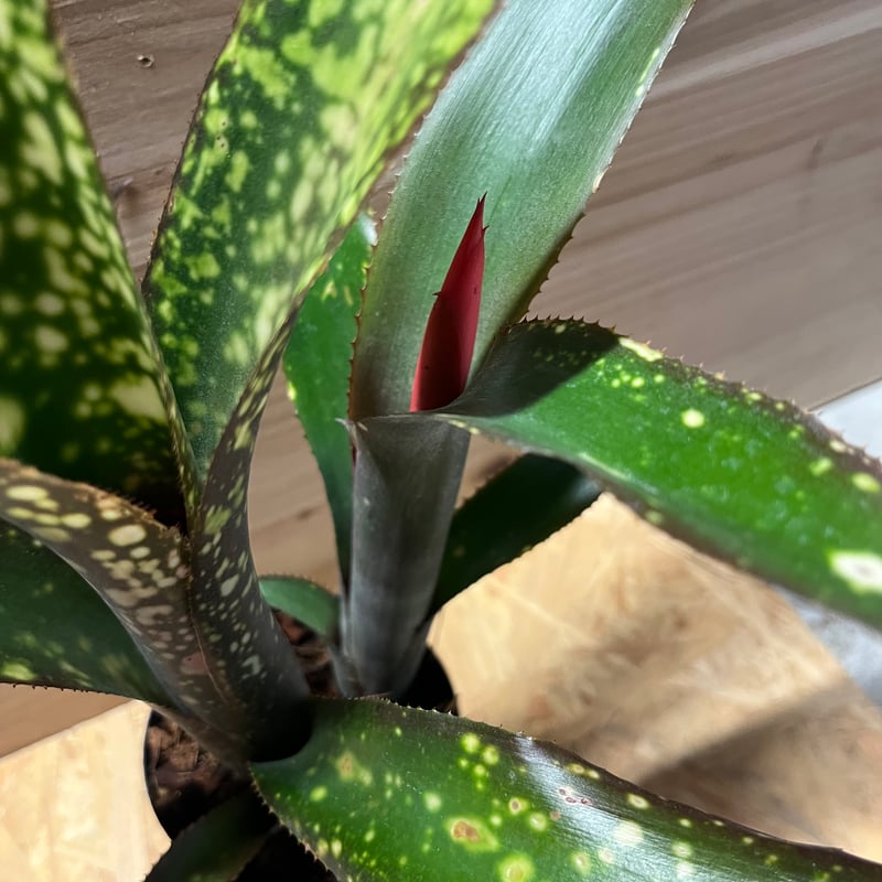 Billbergia 'Dreams'〔ビルベルギア〕現品発送B0261 ビルベルギア ドリームス 「Billbergia Dreams」79Z | SHOUCHIKUEN