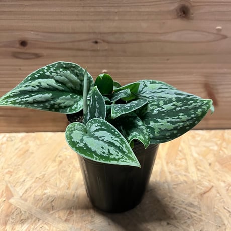 スキンダプサス | STORES