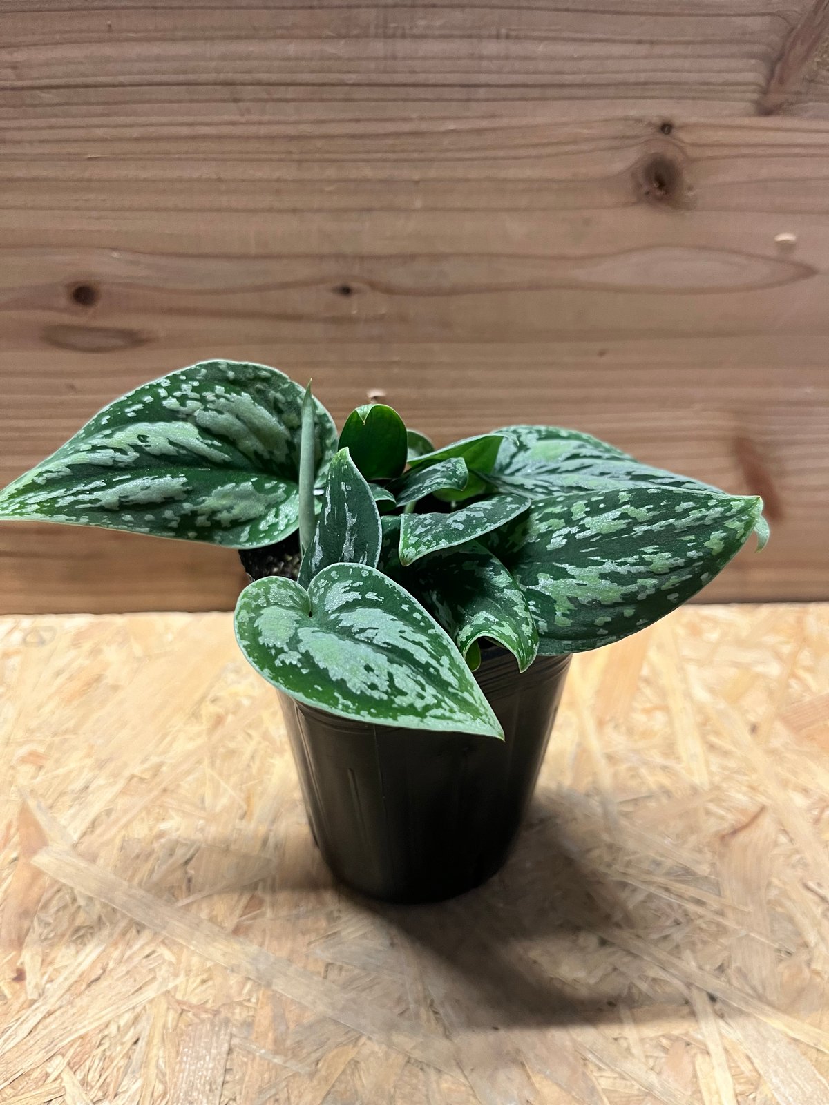 Scindapsus pictus 氷月　スキンダプサス　ピクタス　トリカラー スキンダプサス ピクタス トリカラー | GREEN LUCK