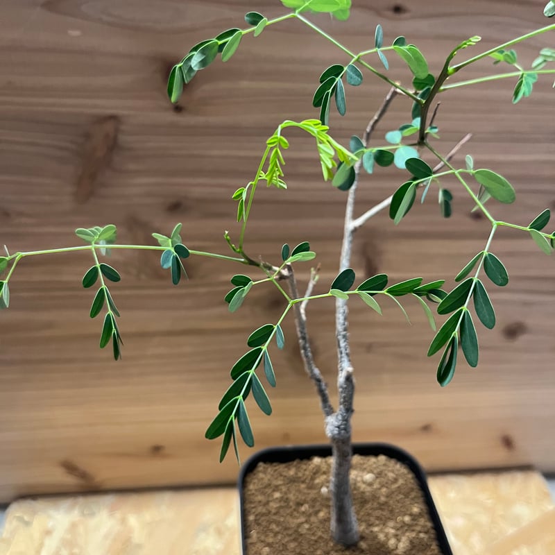 デロニクス プミラ | GREEN LUCK