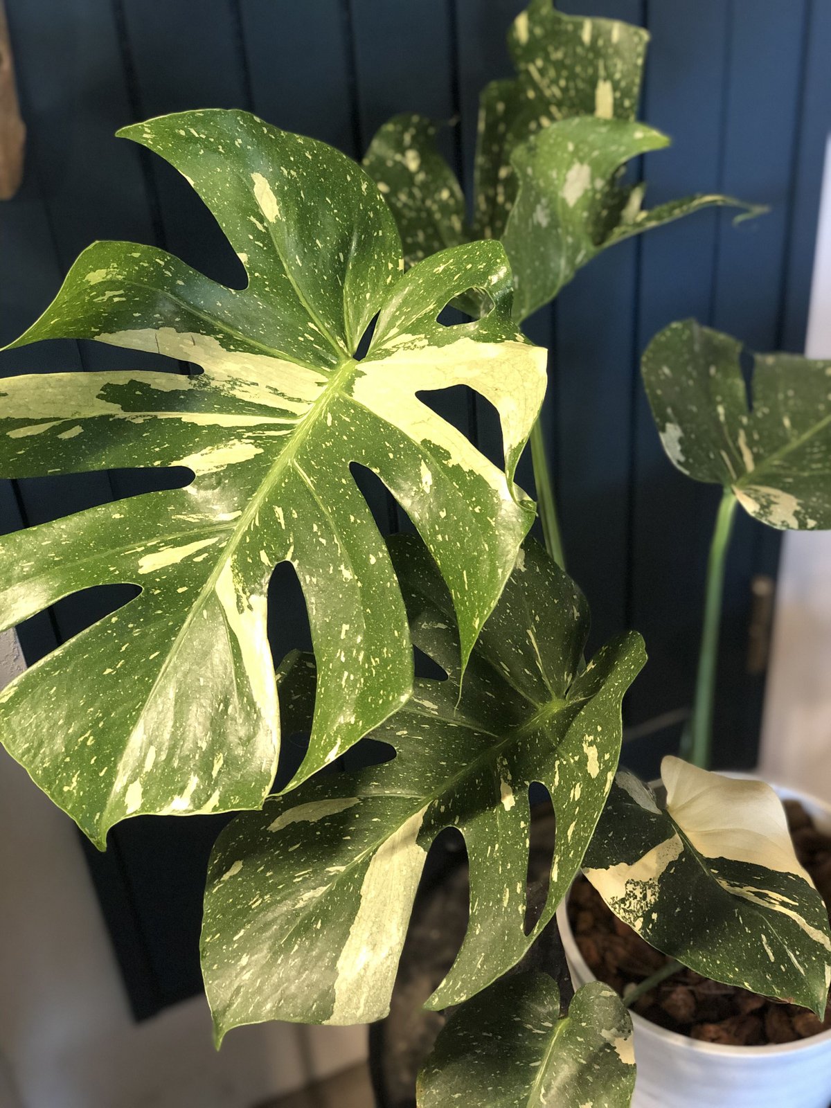 斑入りモンステラ デリシオーサ バリエガータ | GREEN LUCK