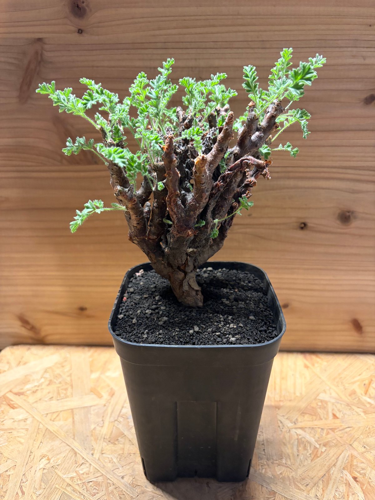 ペラルゴニウム　アルテルナンス ペラルゴニウム アルテルナンス(Pelargonium alternans) 多肉植物