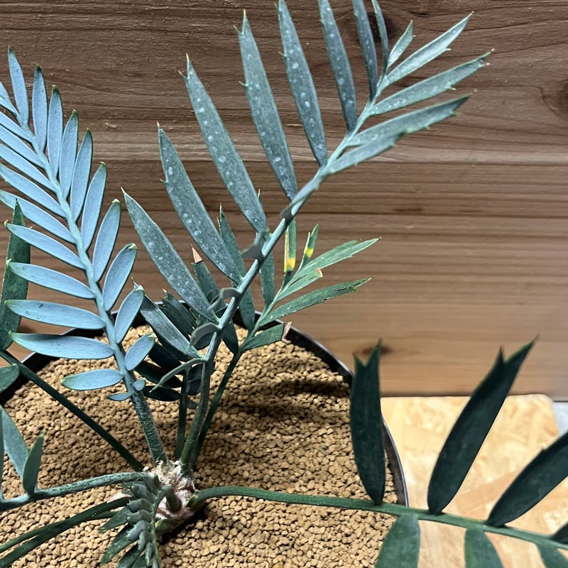 エンセファラルトス レーマニー | GREEN LUCK