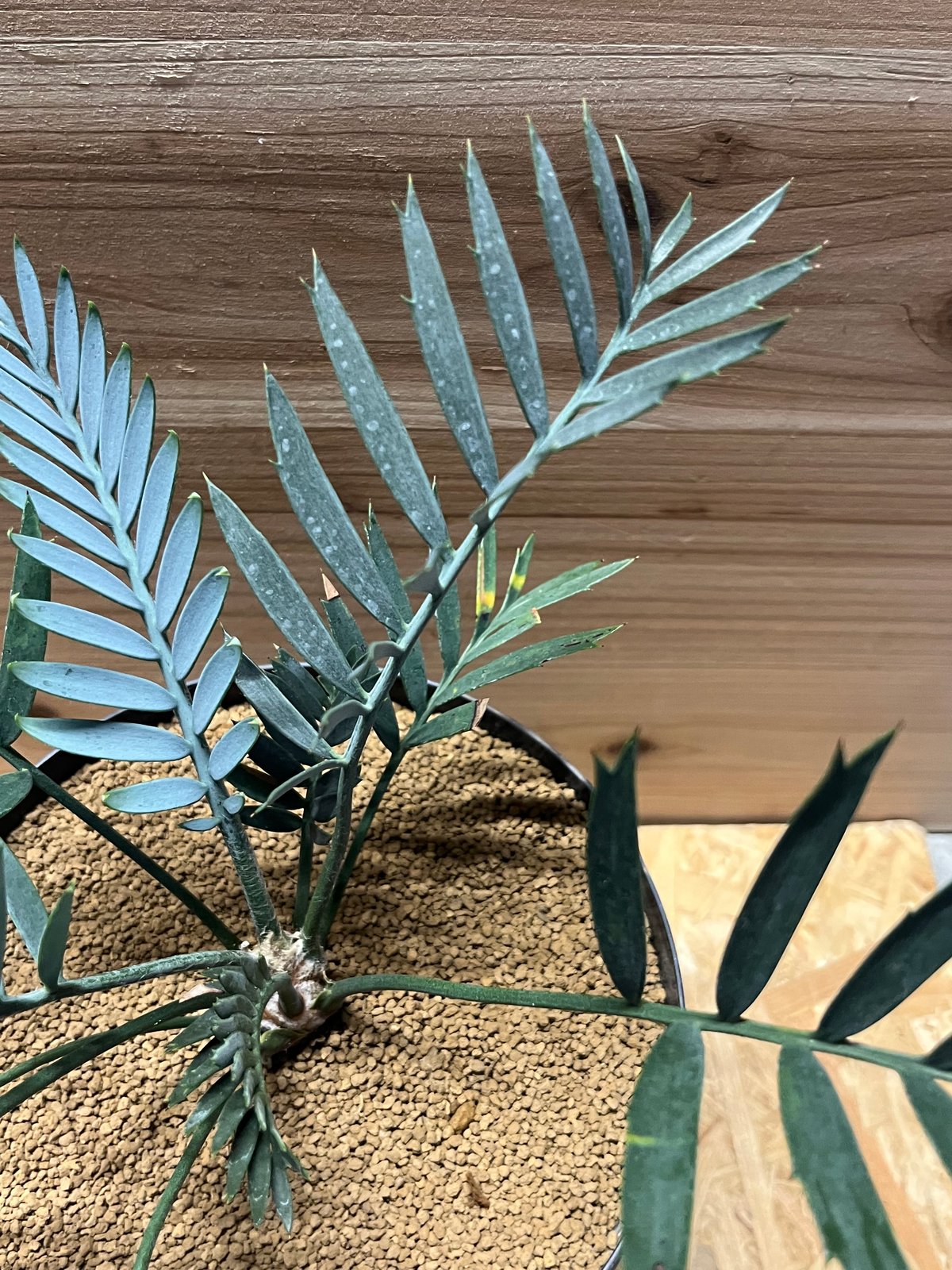 エンセファラルトス レーマニー | GREEN LUCK