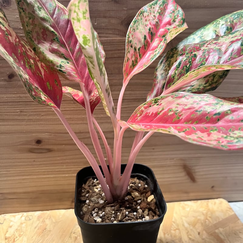 アグラオネマ 20カラット | GREEN LUCK