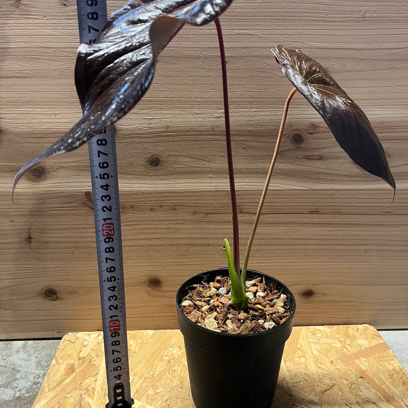 アンスリウム ロムズレッド 大株 葉数多め 株分け可能 15cmロングポット アンスリウム ロムズレッド 大株 葉数多め 株分け可能 15cm