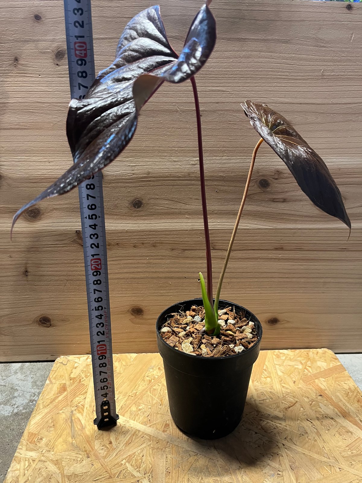 アンスリウム　ロムズレッド アンスリウム ロムズレッド | GREEN LUCK