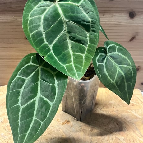 アンスリウム　マグニフィカム アンスリウムマグニフィカム