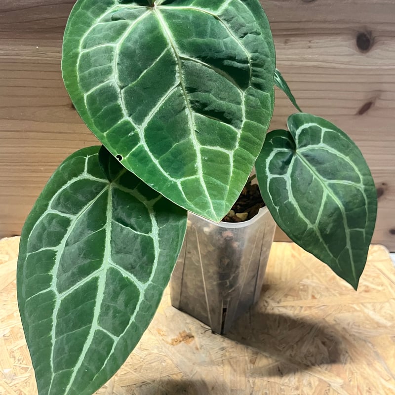 172 magnificum Silver マグニフィカムシルバー アンスリウム マグニフィカム'シルバー'×（ミシェル×ザラ）F3 | GREEN LUCK