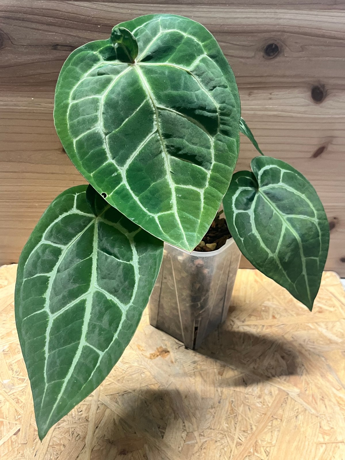 アンスリウム マグニフィカム'シルバー'×（ミシェル×ザラ）F3 | GREEN LUCK