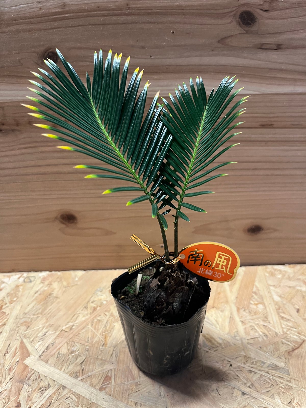 H-10 大株 四季黄金ソテツ 奄美黄金ソテツ サイカスレボルタ 黄金 ソテツ H-10 大株 四季黄金ソテツ 奄美黄金ソテツ サイカスレボルタ