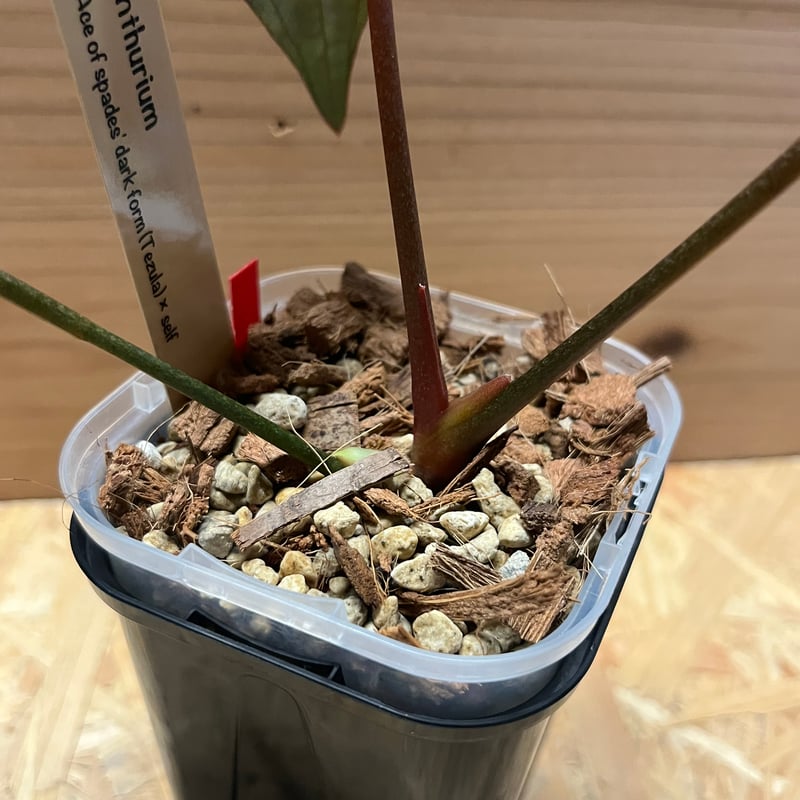 アンスリウム エースオブスペード ダークフォーム セルフ | GREEN LUCK