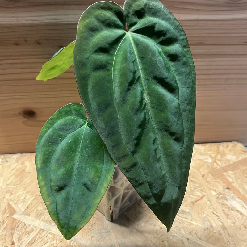 アンスリウム NO ID | GREEN LUCK