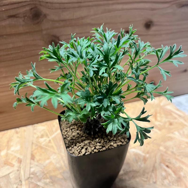 ペラルゴニウム ヒストリクス | GREEN LUCK