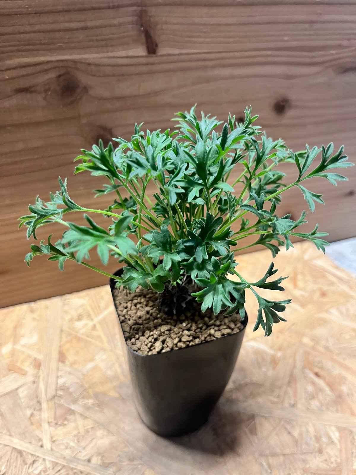 ペラルゴニウム ヒストリクス ペラルゴニウム ヒストリクス | GREEN LUCK