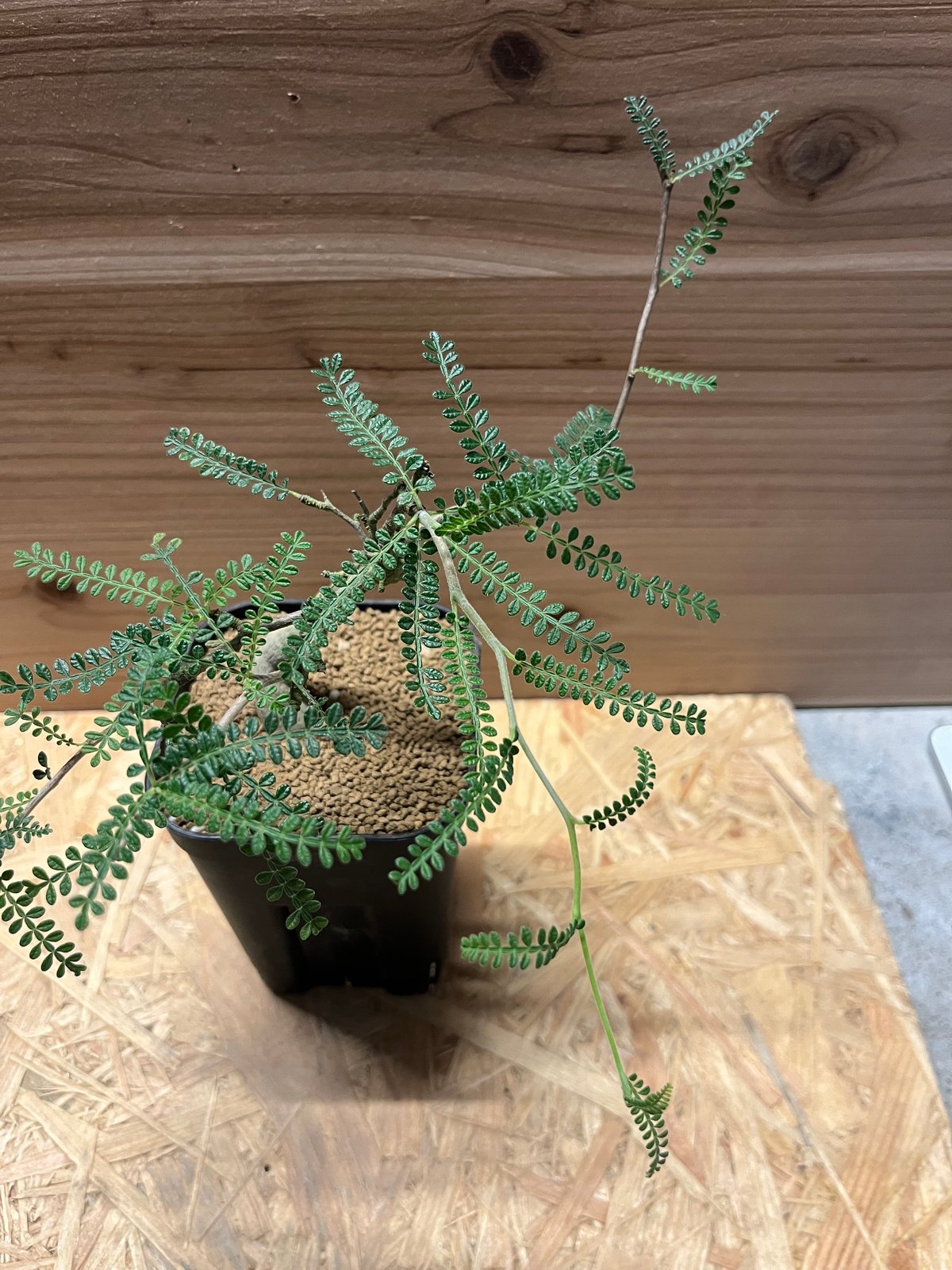 珍品　オペルクリカリア　ヒファエノイデス オペルクリカリア ヒファエノイデス | GREEN LUCK
