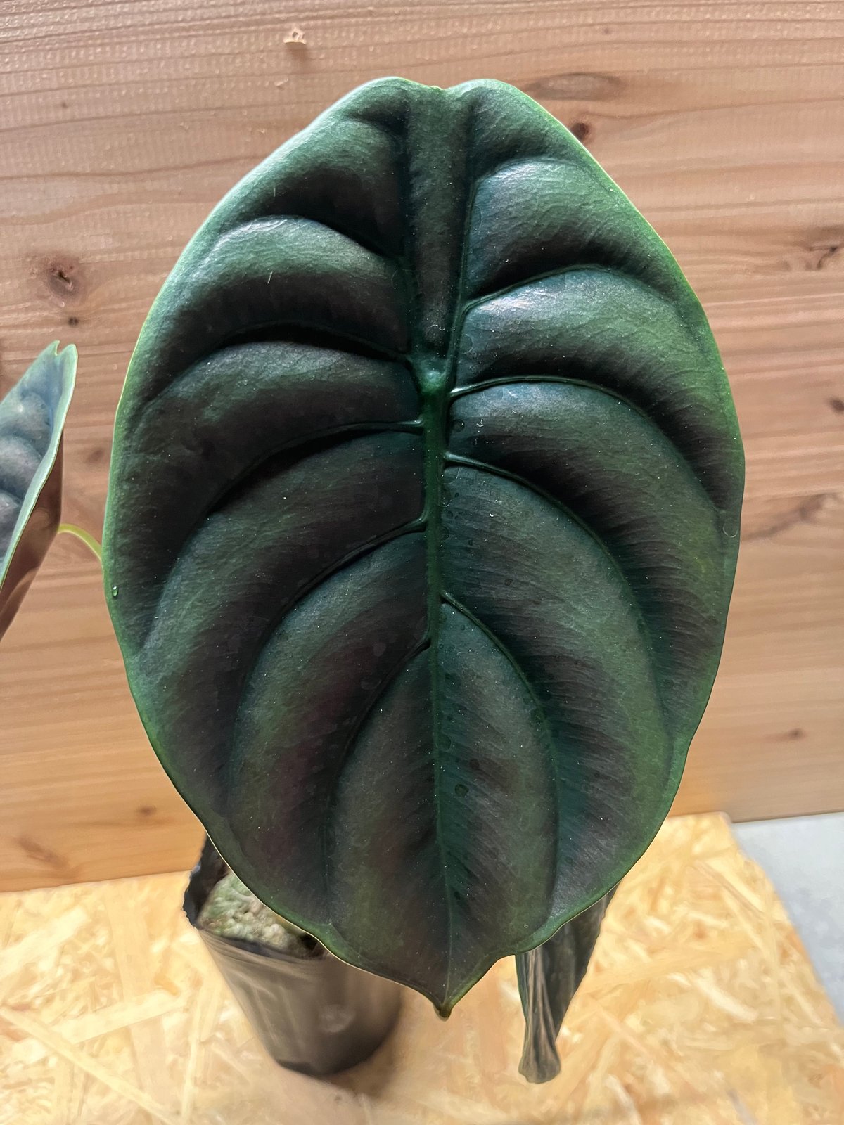 アロカシアクプレアの小芋　ネコポス アロカシア クプレア レッドシークレット | GREEN LUCK