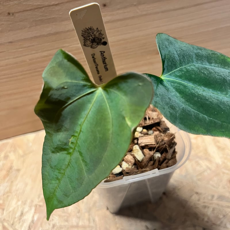 アンスリウム ダーケストパナマ×ソウルリーパー | GREEN LUCK