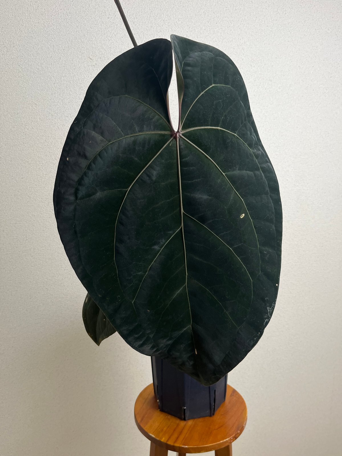ガラクーシア　アンスリウム　AOS 選抜株 ♠️Anthurium 'Ace of Spades'について｜acu_s_forest