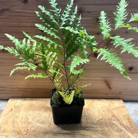 ドリナリア フロリダ 吊り シダ シダ植物 観葉植物：ドリナリア ク