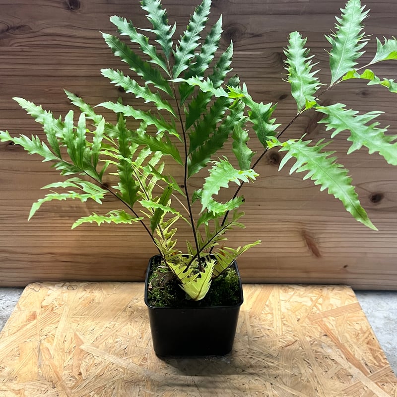 ドリナリア フロリダ 吊り シダ ドリナリア フロリダ | GREEN LUCK