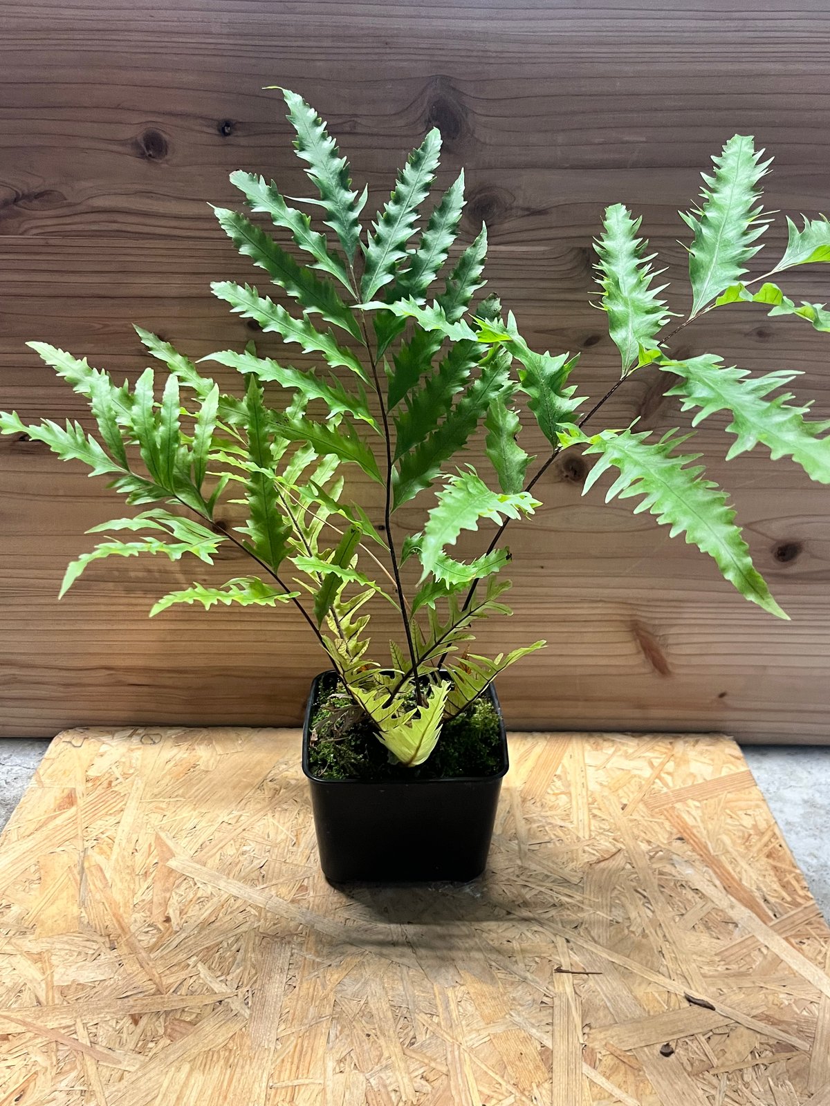 ドリナリア フロリダ 吊り シダ ドリナリア フロリダ | GREEN LUCK