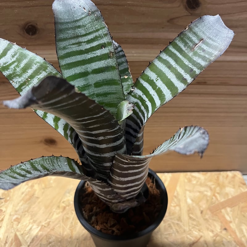 エクメア チャンティニー ハイブリッド | GREEN LUCK