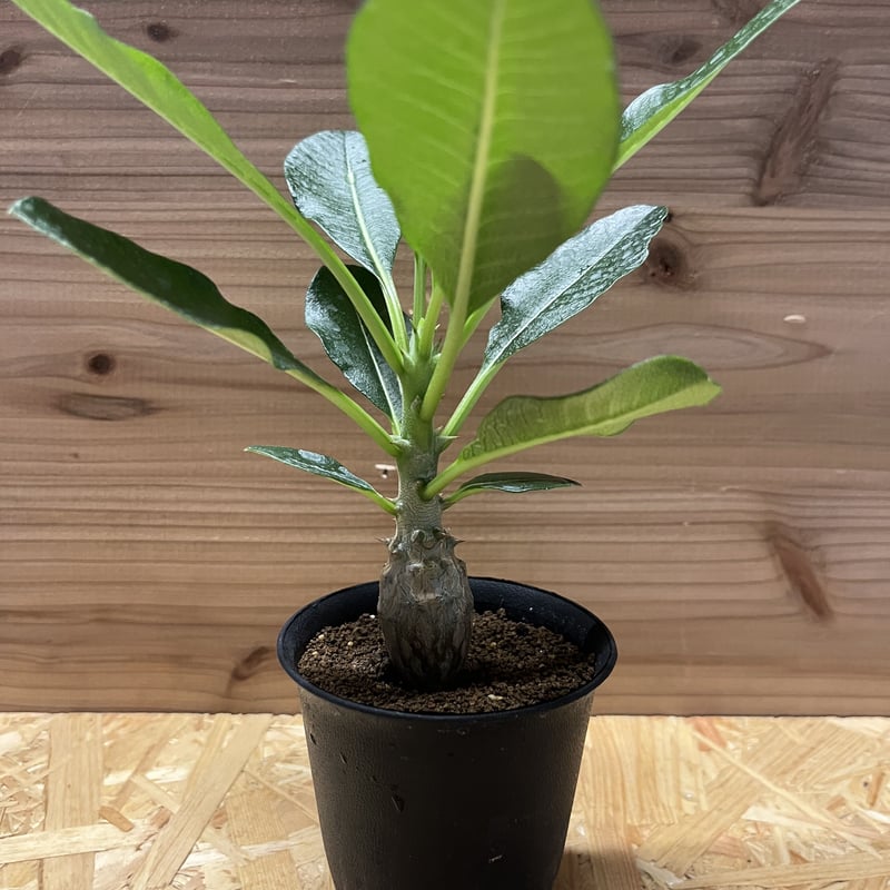 パキポディウム ウィンゾリー | GREEN LUCK