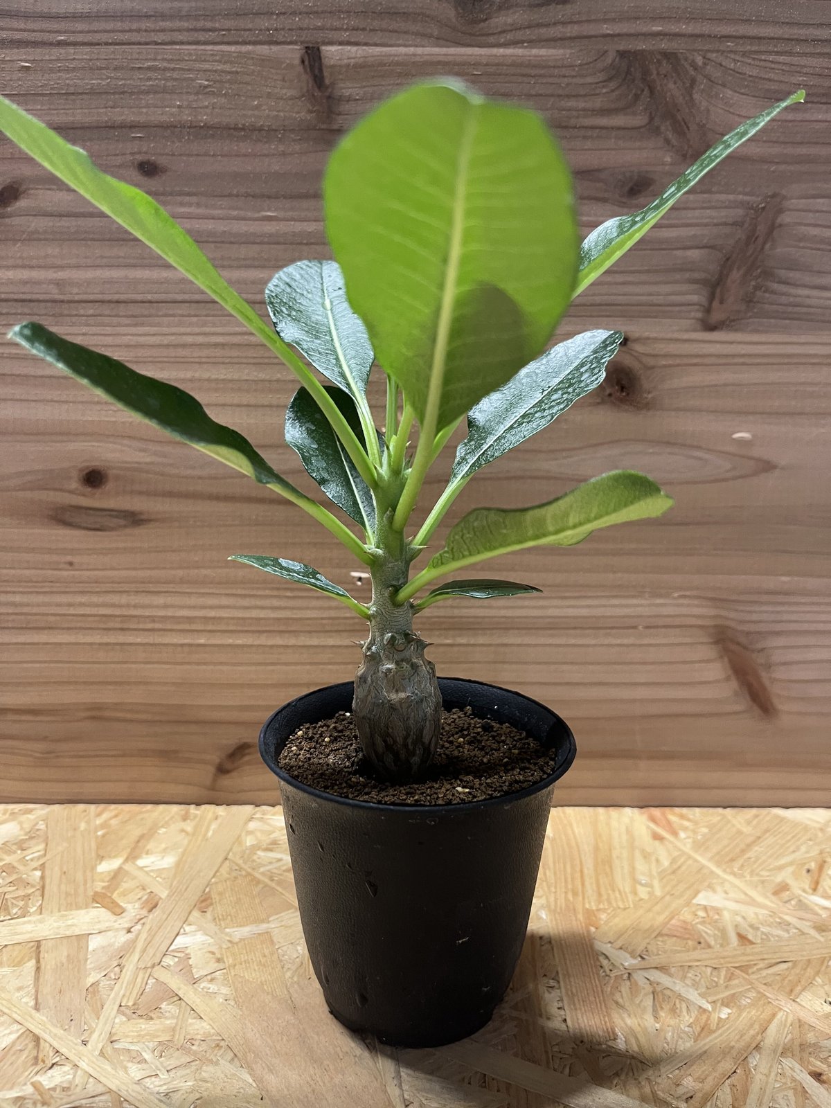 じぇむさんウィンゾリー じぇむさんウィンゾリー